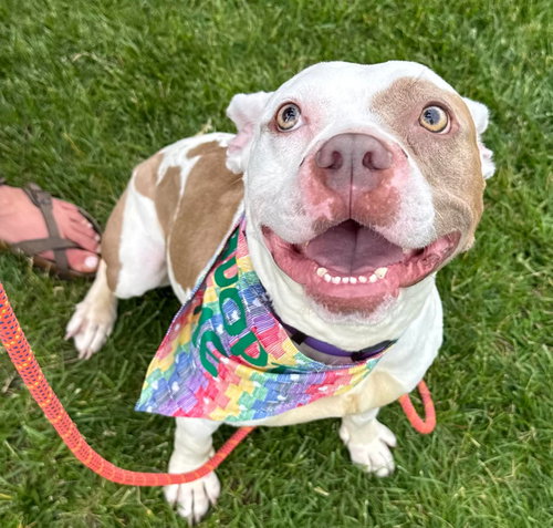 Miss Piggie, an adoptable American Pit Bull Terrier in Germantown, OH