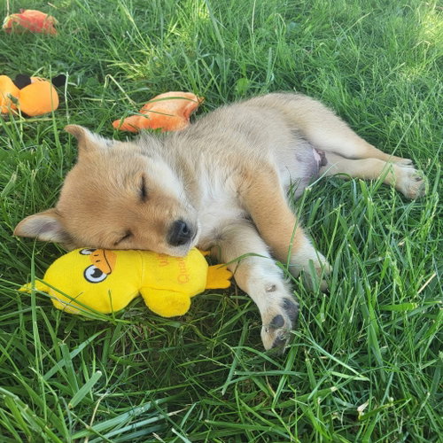 Boggle, an adoptable Golden Retriever in Germantown, OH