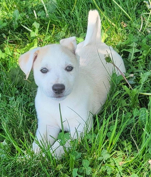 Clue, an adoptable Golden Retriever in Germantown, OH