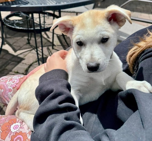 Parcheesi, an adoptable Golden Retriever in Germantown, OH