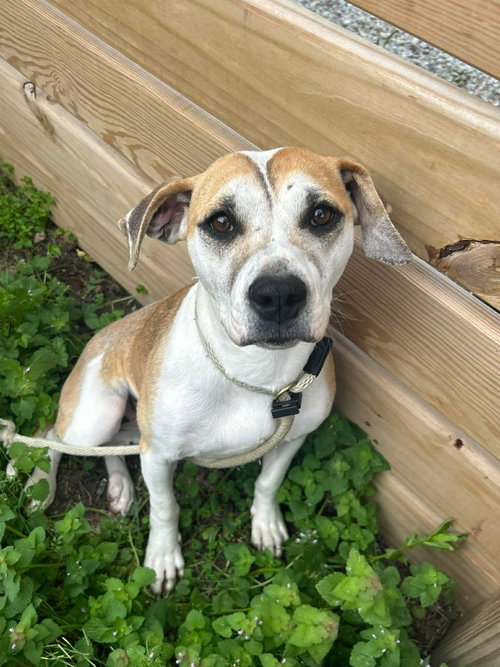 Luria, an adoptable Hound in Germantown, OH