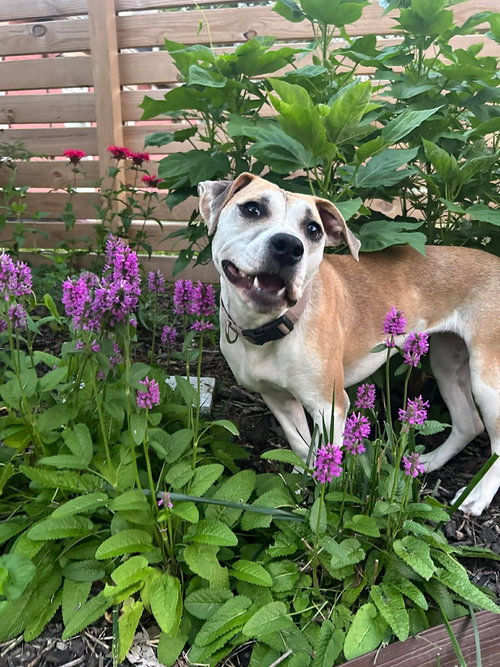 Luria, an adoptable Hound in Germantown, OH