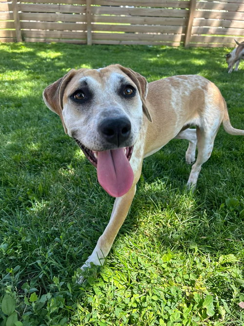 Ellia, an adoptable Hound in Germantown, OH