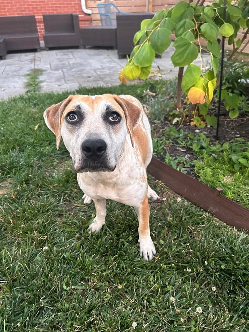 Ellia, an adoptable Hound in Germantown, OH