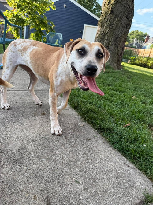 Ellia, an adoptable Hound in Germantown, OH