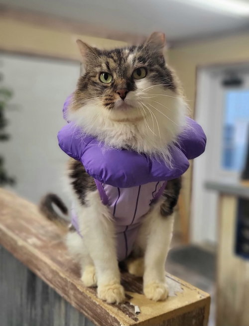 Queen Sarabi, an adoptable Domestic Medium Hair in Germantown, OH