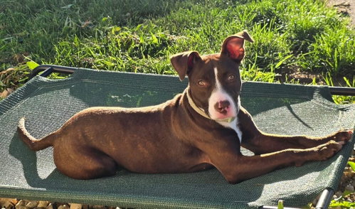 Roofie, an adoptable American Pit Bull Terrier in Germantown, OH