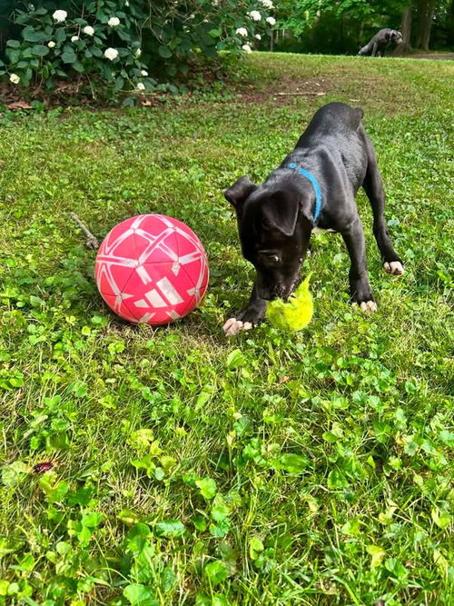 Sina, an adoptable Labrador Retriever in Germantown, OH