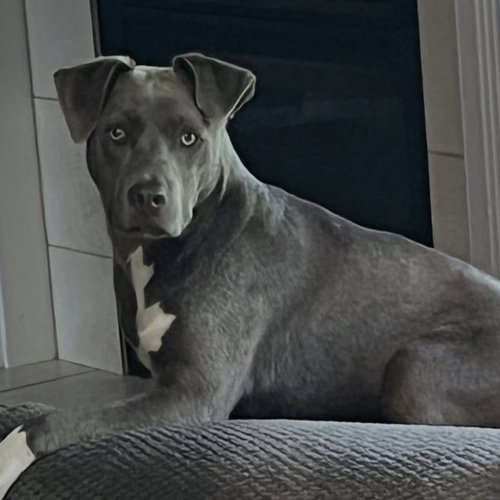 Princess Gracie Mae, an adoptable American Pit Bull Terrier in Germantown, OH