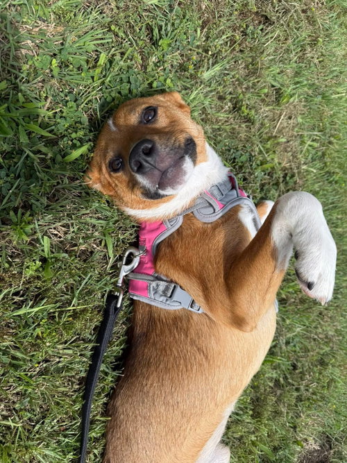 Leia, an adoptable Terrier in Germantown, OH