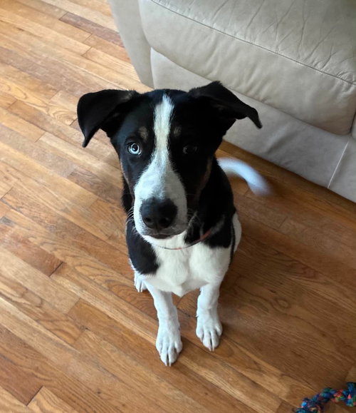 Mason, an adoptable Husky in Germantown, OH