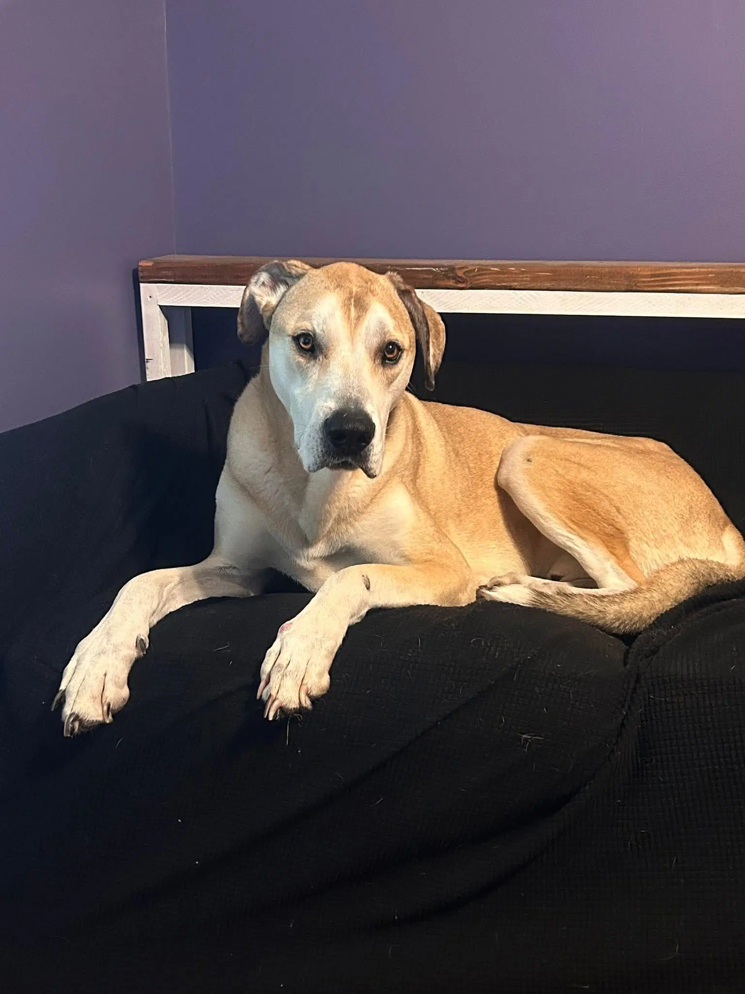 Toasted Marshmallow - Great Dane