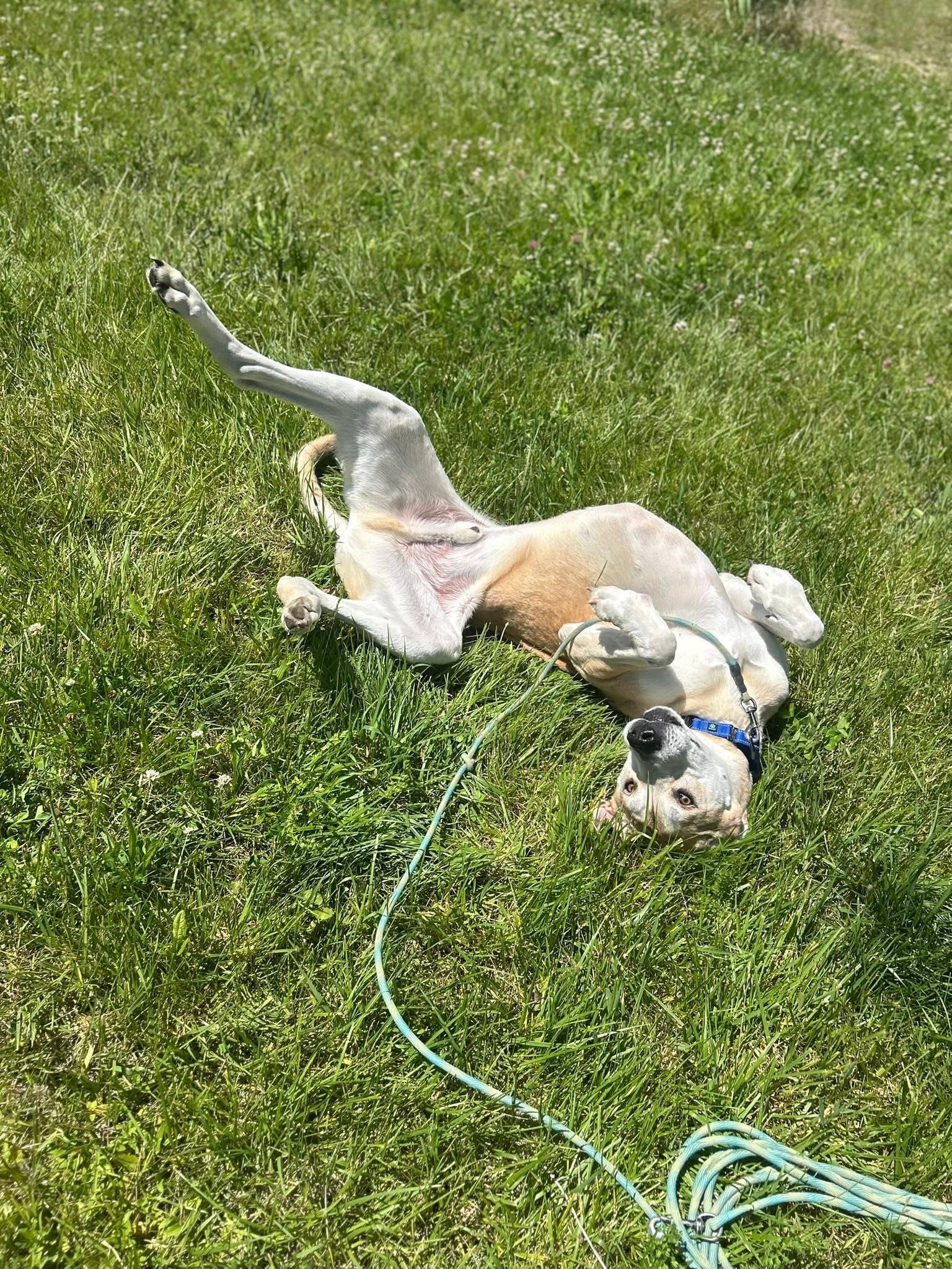 Toasted Marshmallow, photo 10