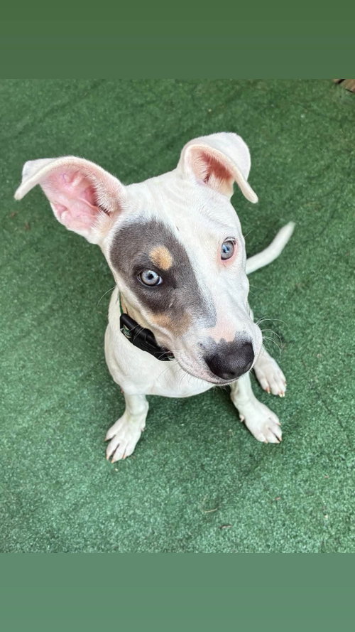 Spotify, an adoptable American Pit Bull Terrier in Germantown, OH