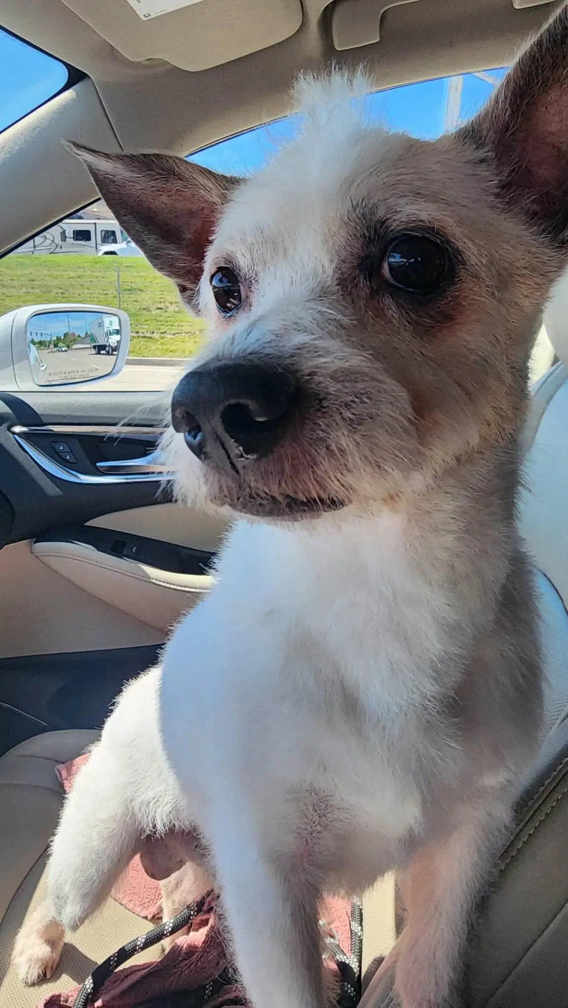 Mowgli - West Highland White Terrier Westie
