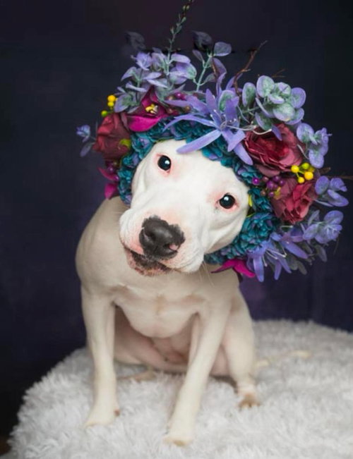 Thia, an adoptable American Pit Bull Terrier in Germantown, OH