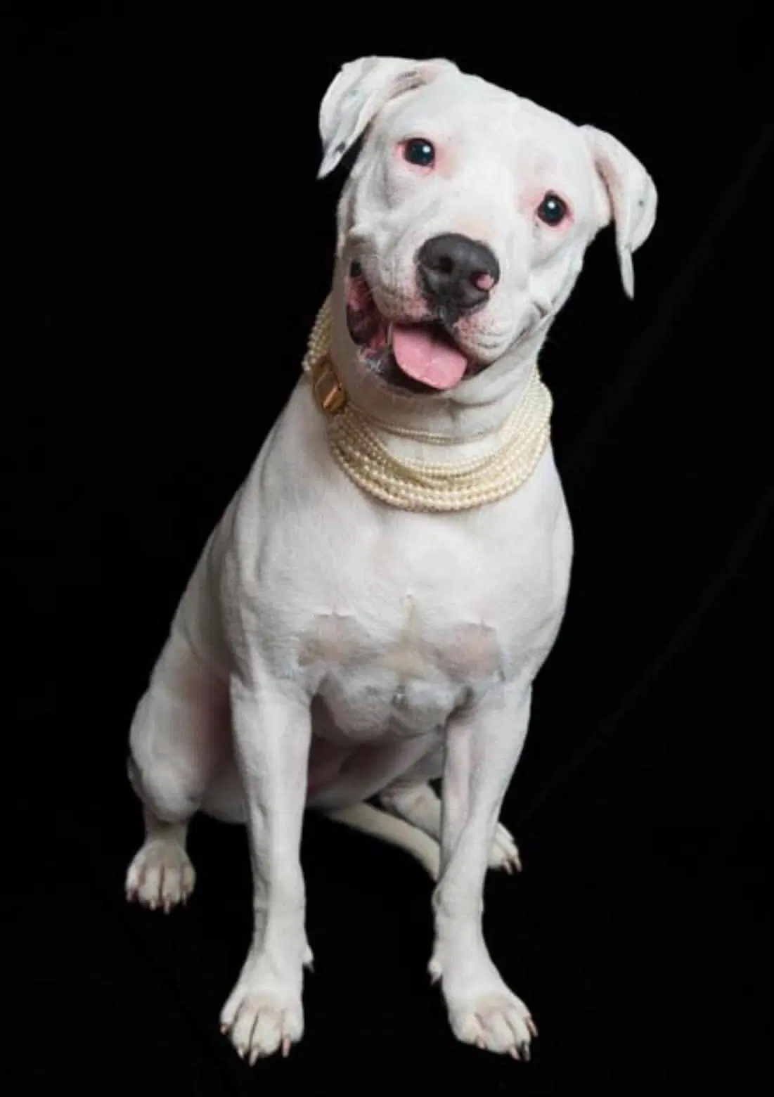 Thia - American Pit Bull Terrier