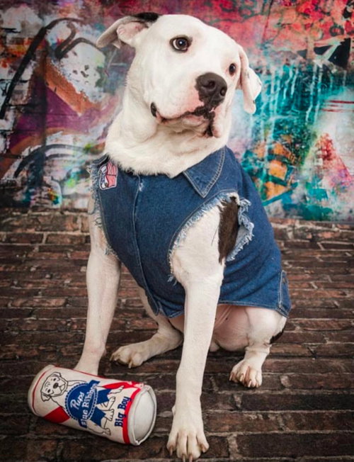 Dek, an adoptable American Pit Bull Terrier in Germantown, OH
