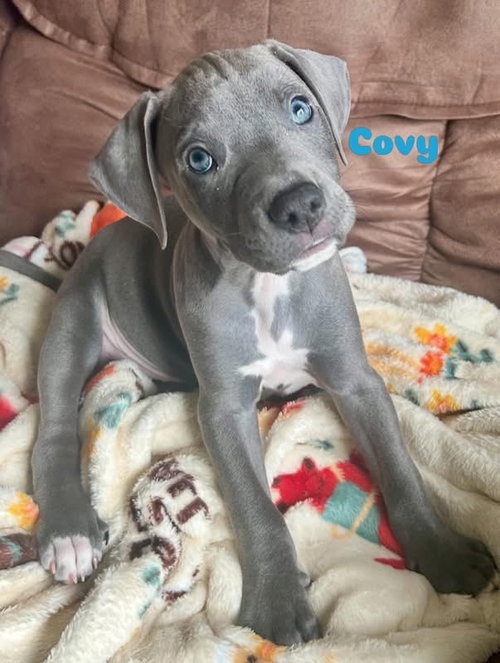 Covy