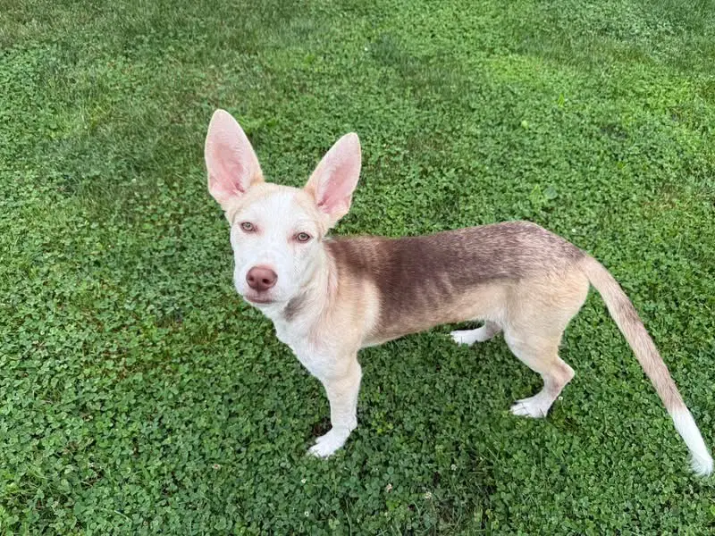 Pupiccino - Husky