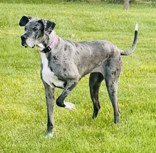 Zoe