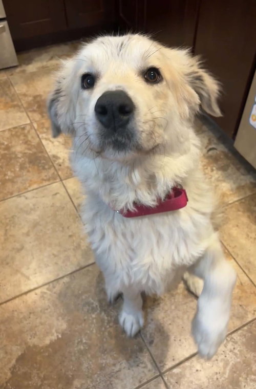 Anastasia, an adoptable Great Pyrenees in Germantown, OH