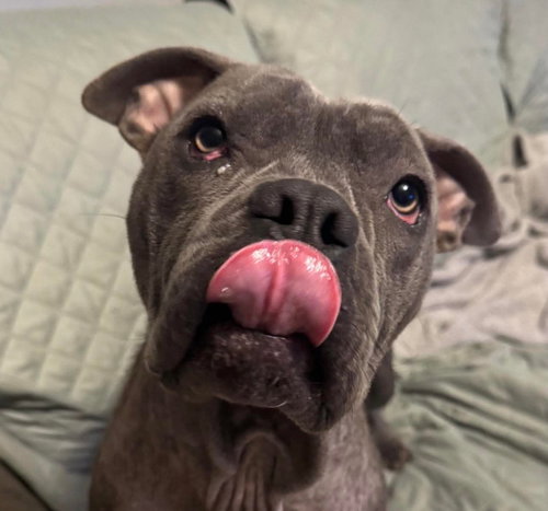 Katydid, an adoptable Pit Bull Terrier in Germantown, OH