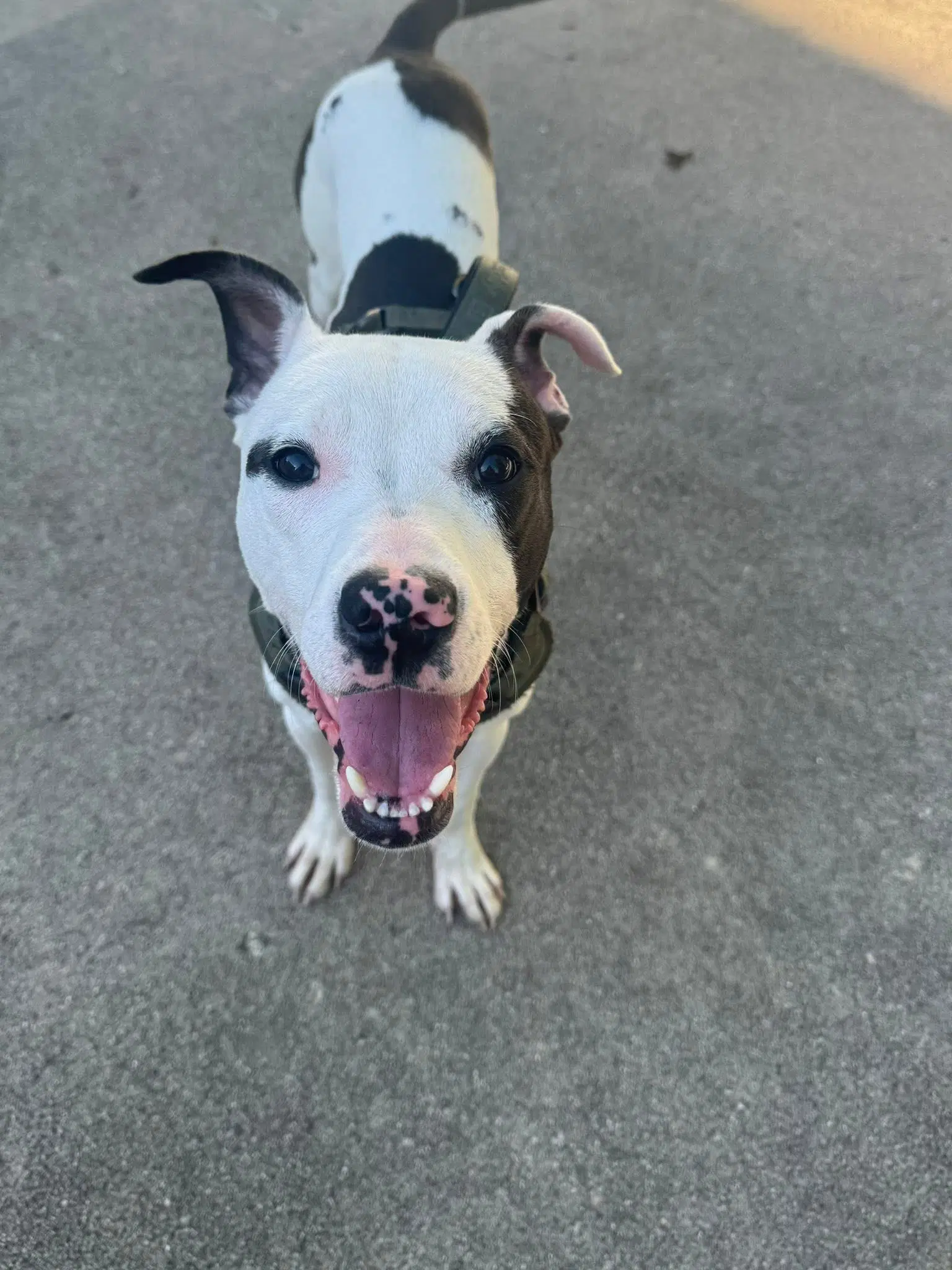 Tommy Boy - American Pit Bull Terrier