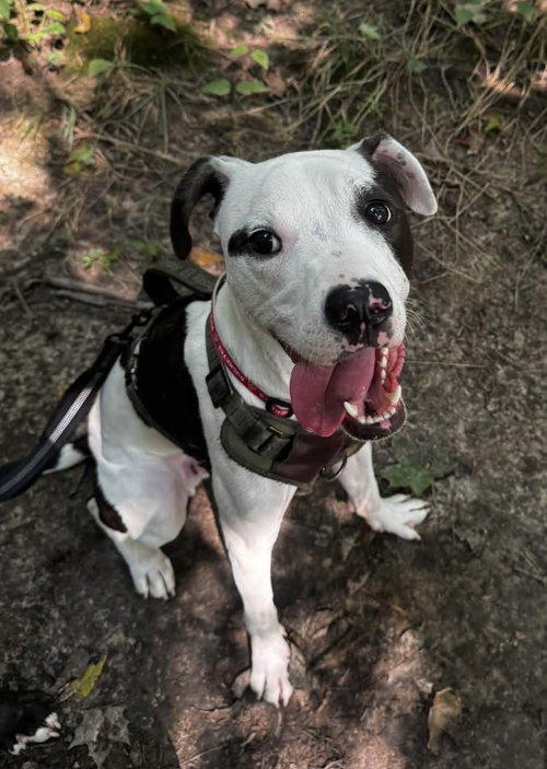 Tommy Boy, a dog for adoption from Adopt A Pit Rescue Inc