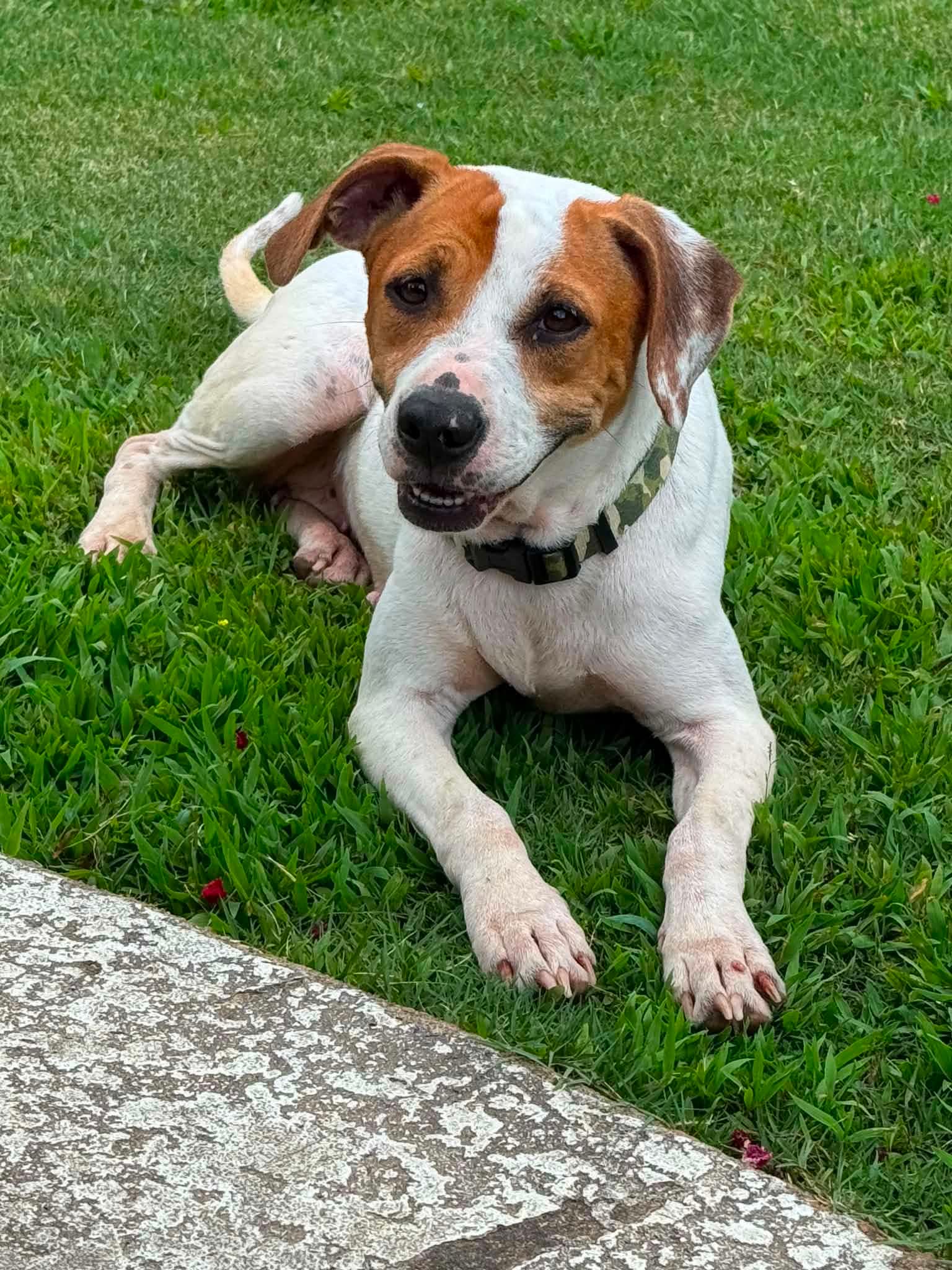 Lilly Pad - American Pit Bull Terrier