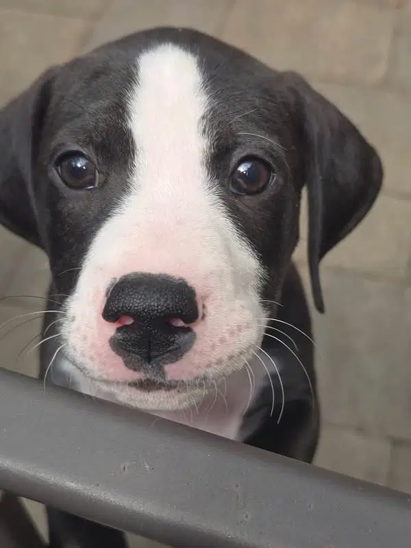 Zinnia Bloom - Great Dane