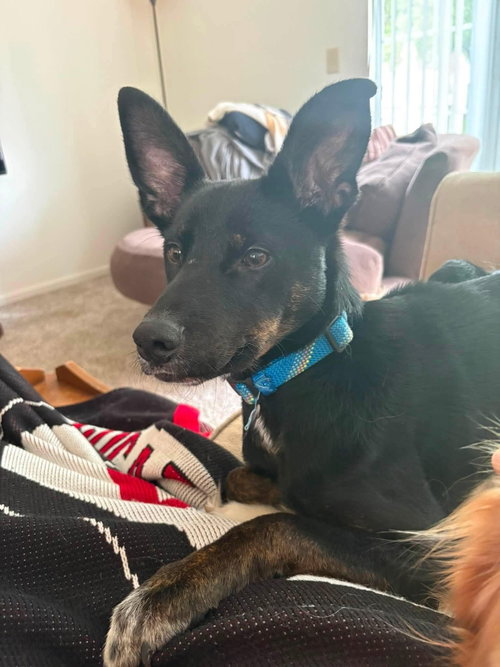 Twiggles, an adoptable Shepherd in Germantown, OH