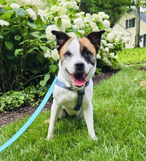 Andie Elise, an adoptable Terrier in Germantown, OH