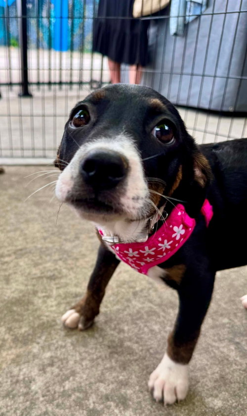 Janet Jackson, an adoptable Mountain Cur in Germantown, OH