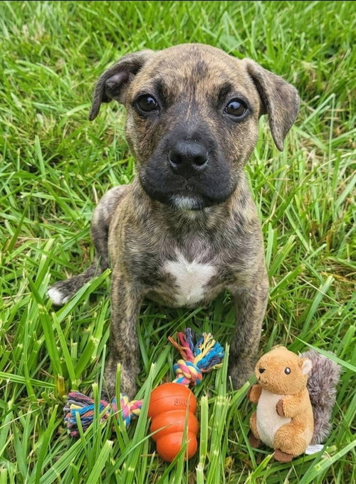 Rebbie Jackson, an adoptable Mountain Cur in Germantown, OH