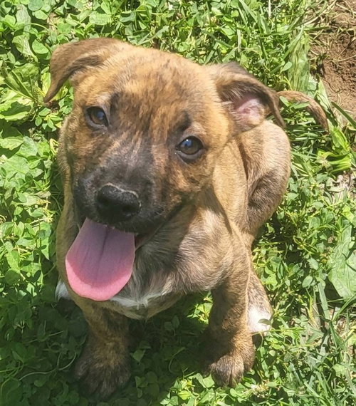 Jermaine Jackson, an adoptable Mountain Cur in Germantown, OH