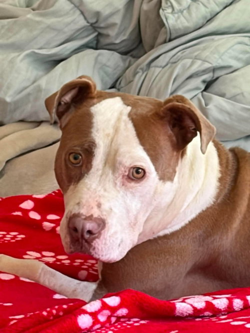 Charm, an adoptable American Pit Bull Terrier in Germantown, OH