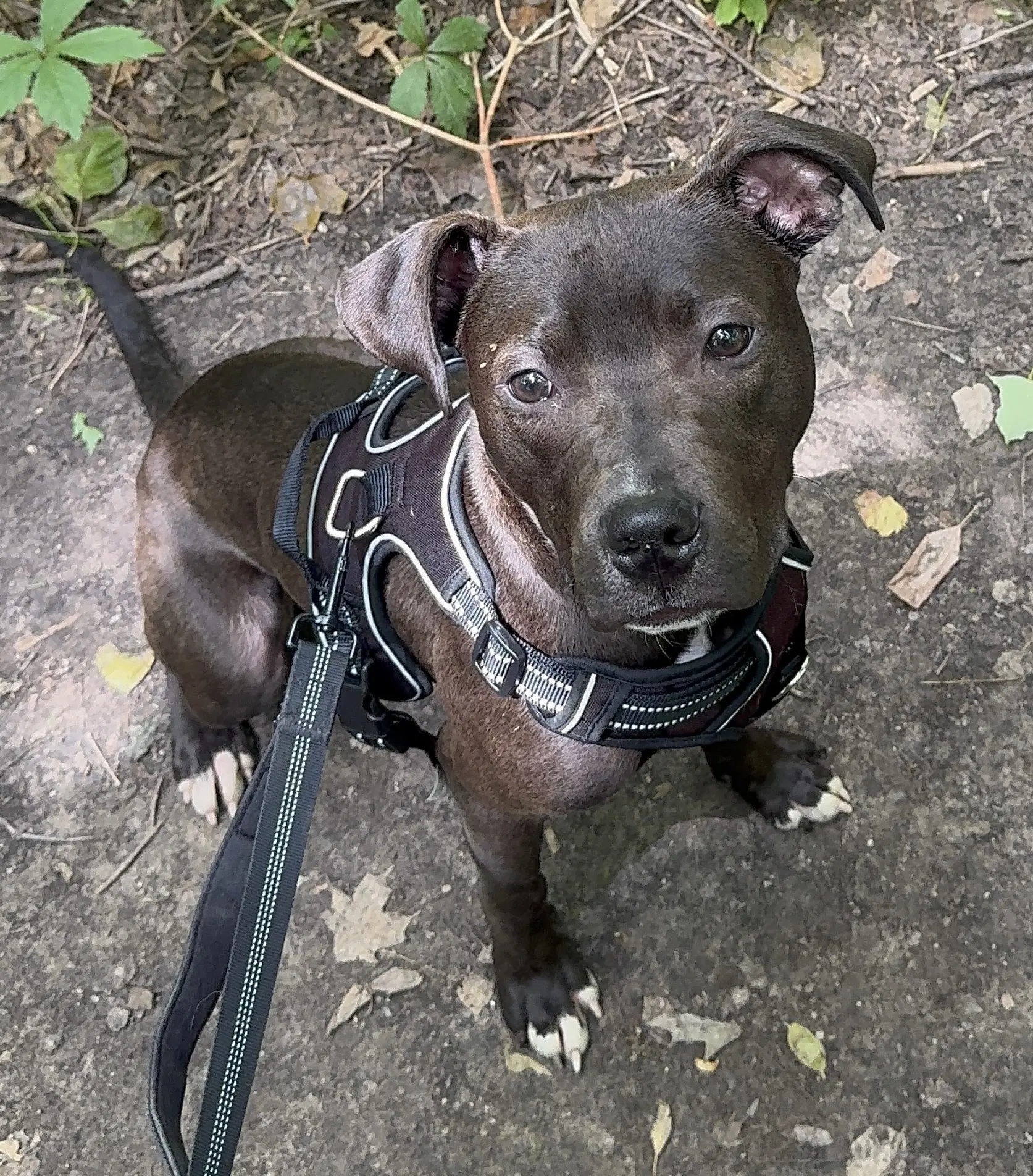 Alfie Boy - American Pit Bull Terrier