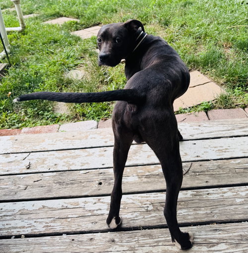 Alfie Boy photo 2