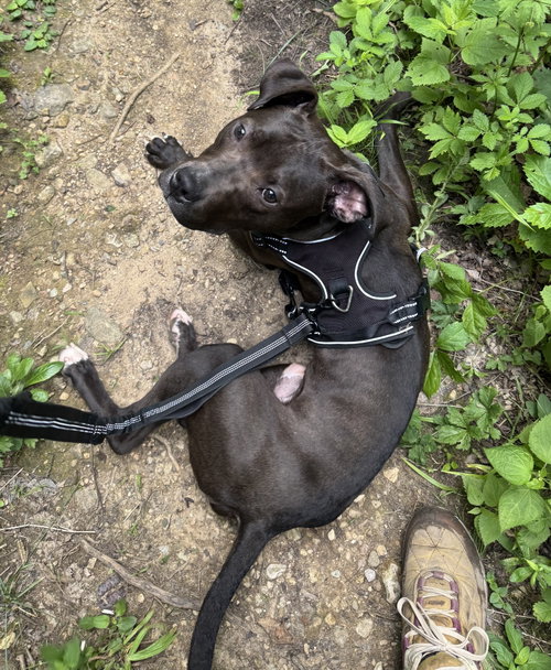 Alfie Boy photo 3