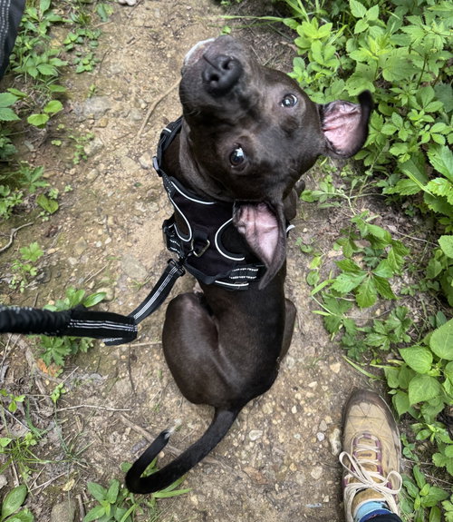 Alfie Boy photo 4