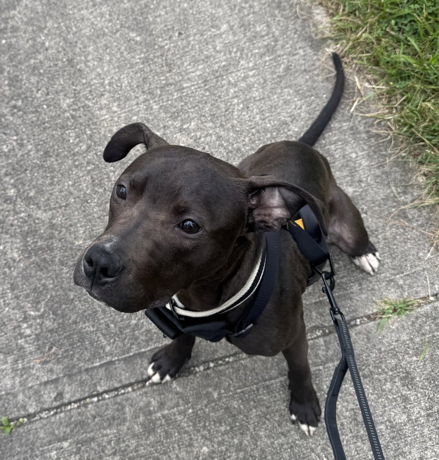 Alfie Boy
