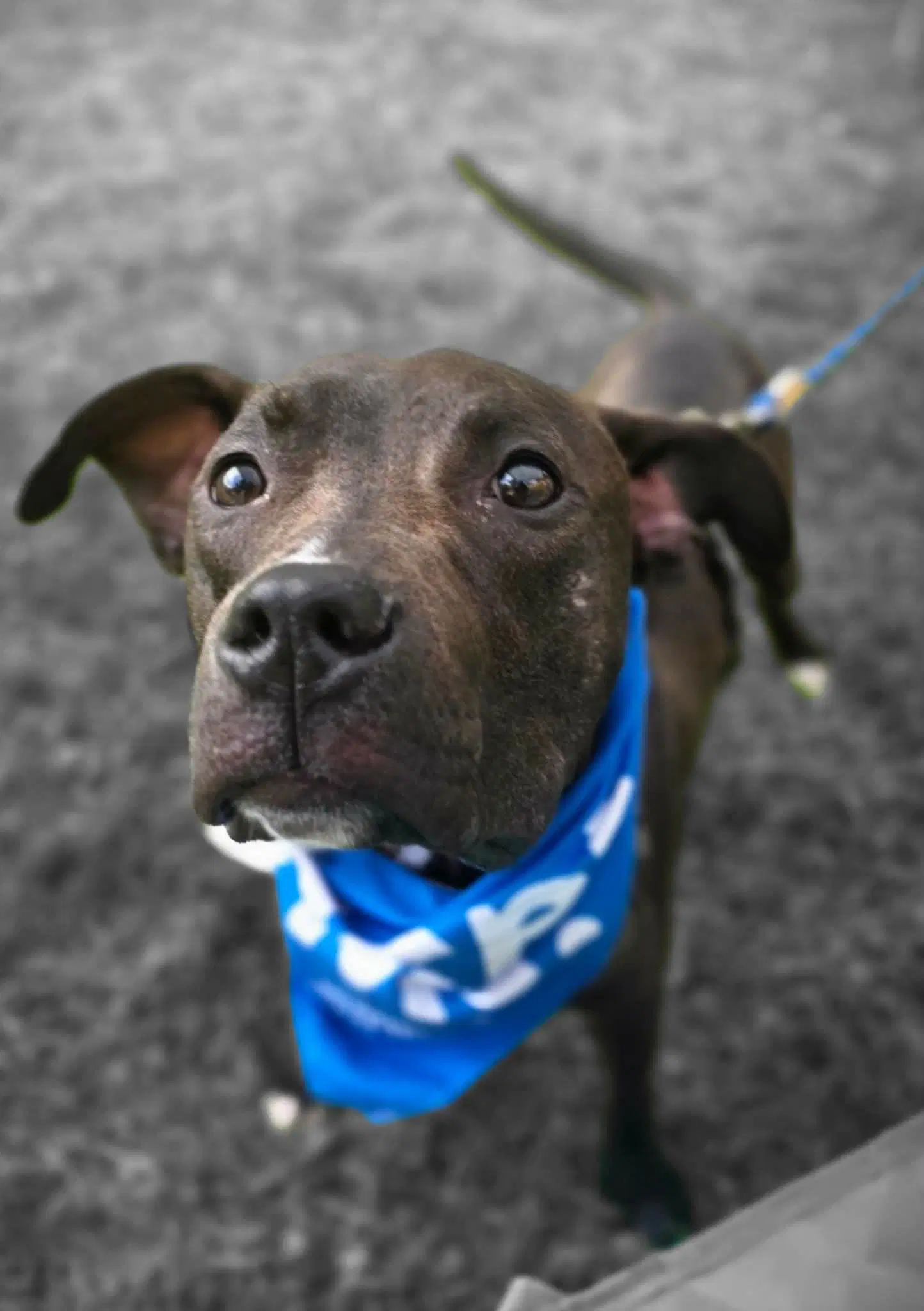 Alfie Boy image 3