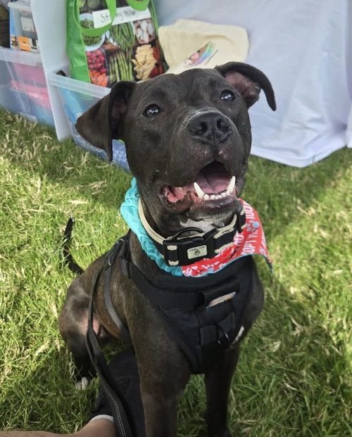 Alfie Boy, a dog for adoption from Adopt A Pit Rescue Inc