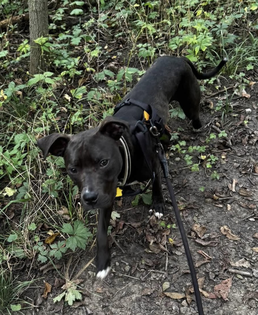 Alfie Boy, photo 2