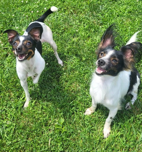 Fox Mulder & Dana Scully, an adoptable Papillon in Germantown, OH