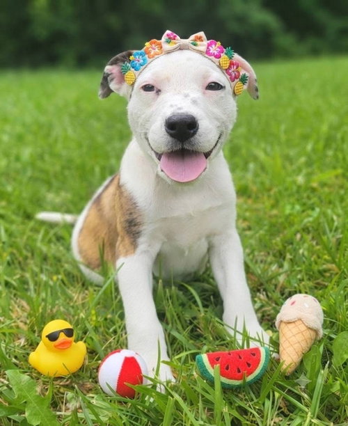 La Toya Jackson, an adoptable Mountain Cur in Germantown, OH