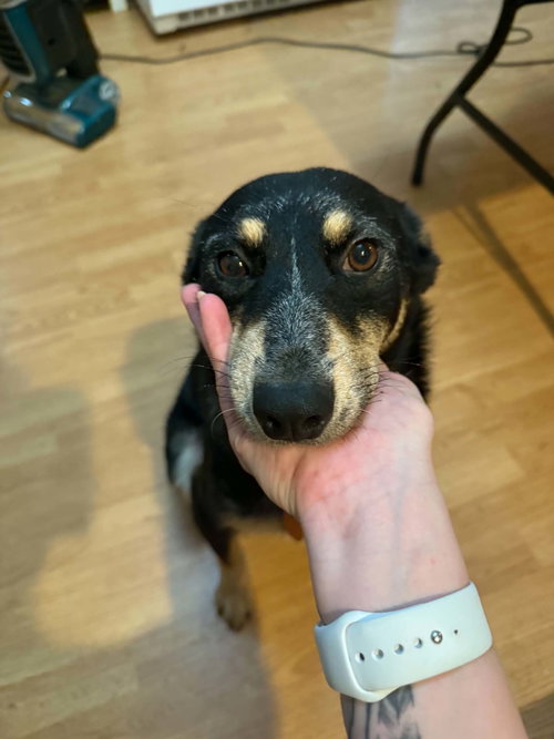Pipi Halpert, an adoptable Cattle Dog in Germantown, OH