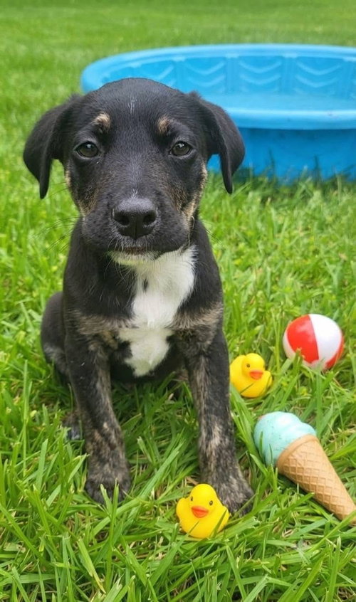 Michael Jackson, an adoptable Mountain Cur in Germantown, OH