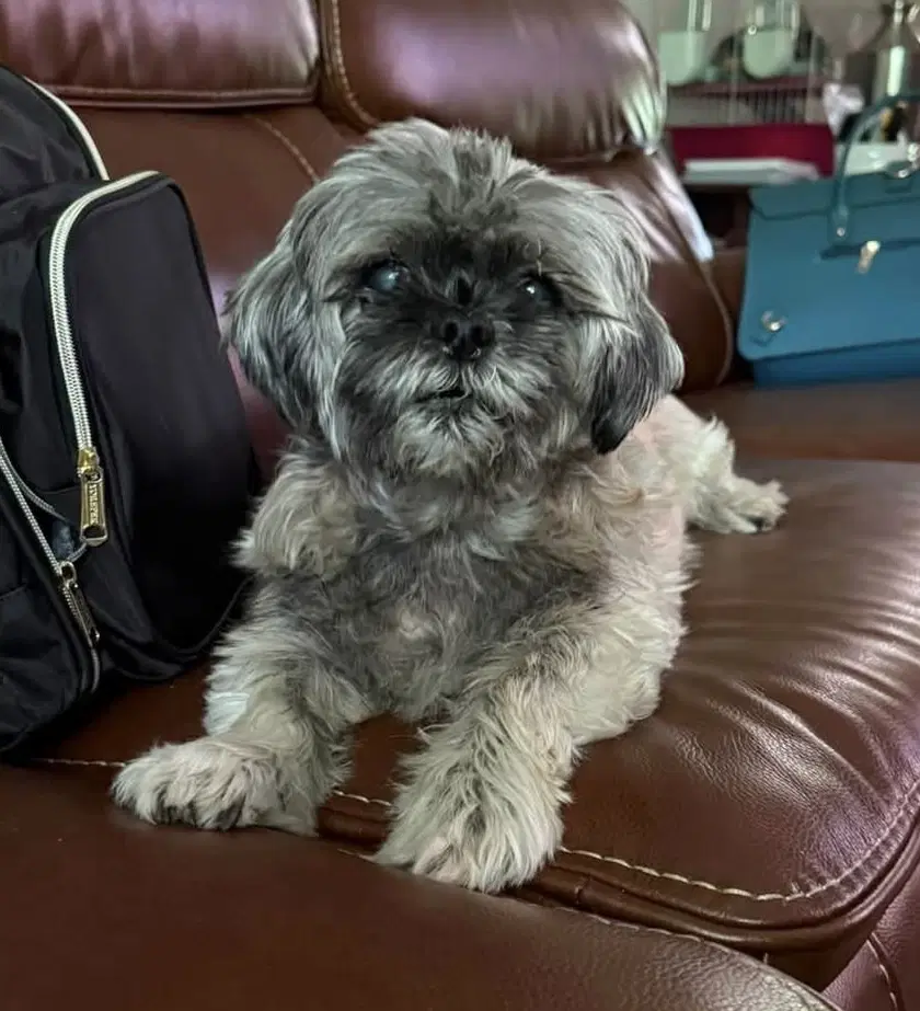 Gidget - Shih Tzu